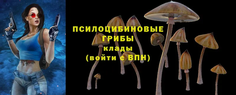 магазин    Корсаков  Галлюциногенные грибы Cubensis 